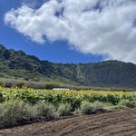 Waimanalo Country Farms