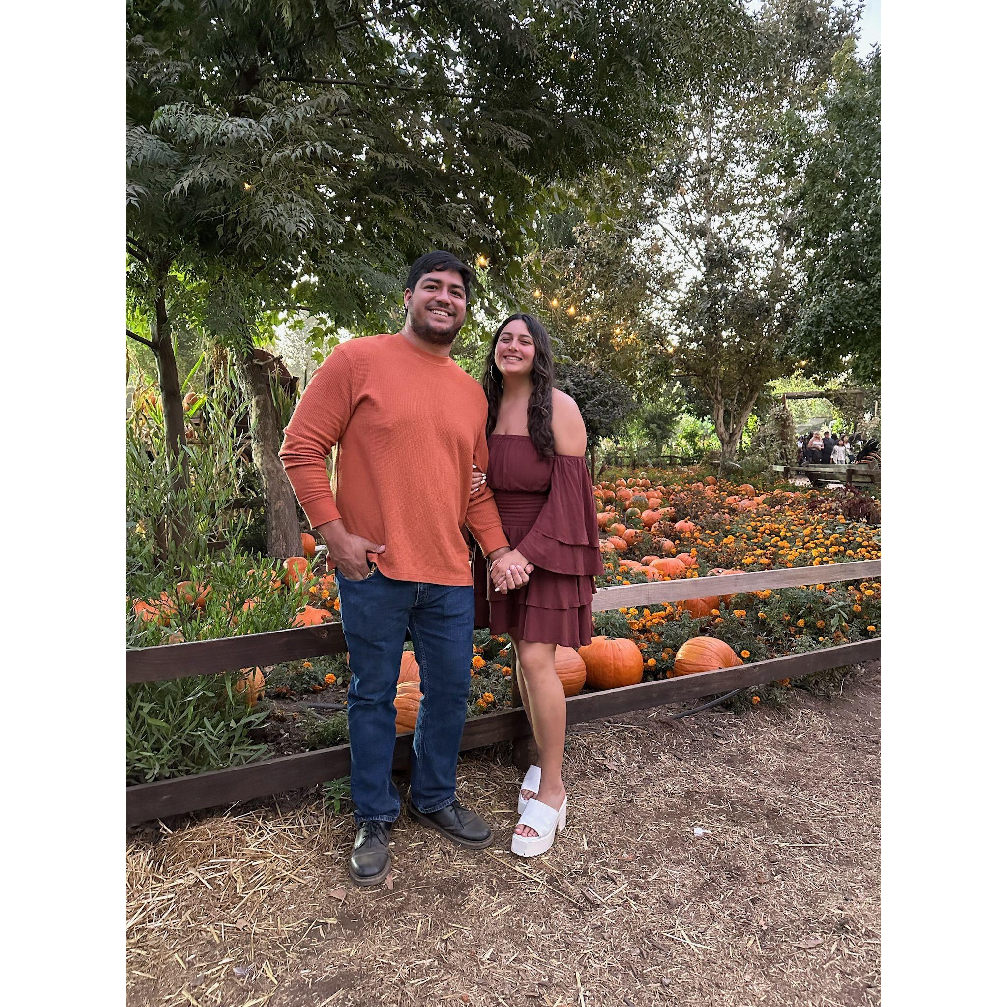 Pumpkin patch