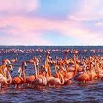 Flamingo Tours