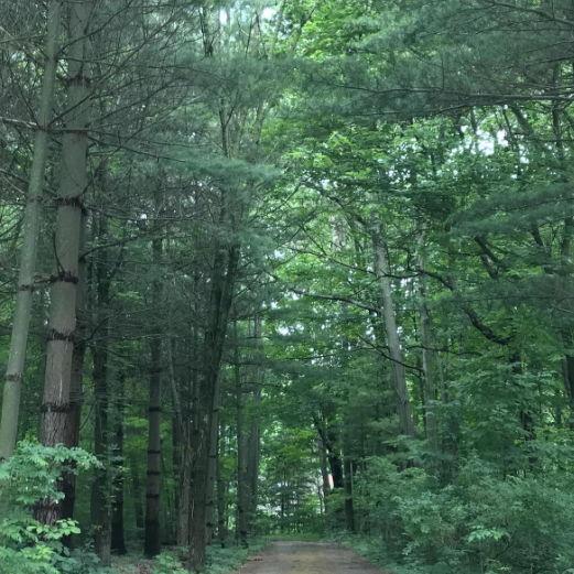 Images of the cabin & property surrounding it