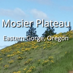 Mosier Plateau Trail