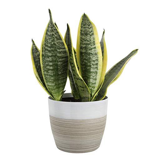 Costa Farms Sansevieria Grower's Choice Snake Live Indoor Plant, 12-Inches Tall