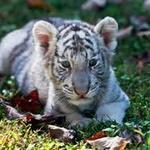 Chestatee Wildlife Preserve & Zoo