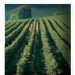 Buena Vista Winery