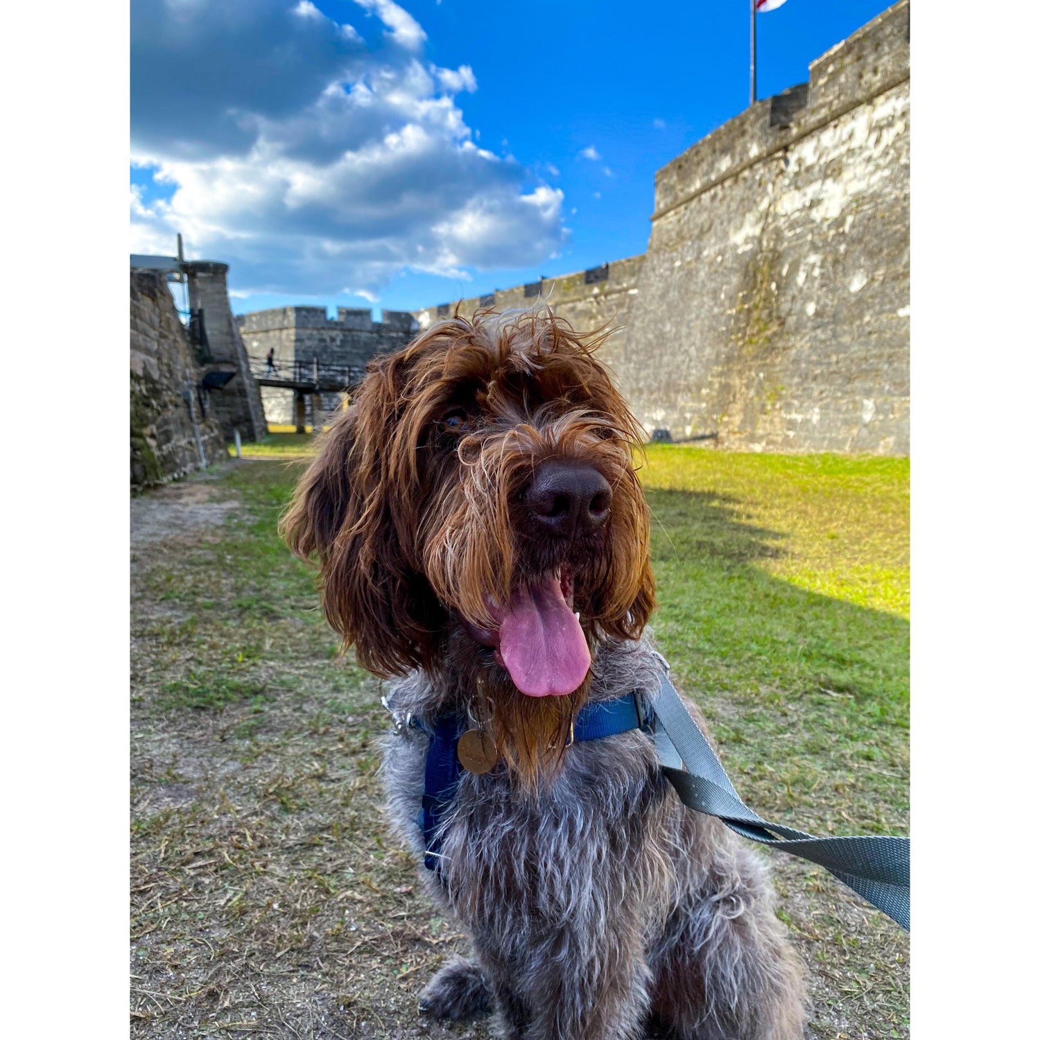 The latest furbaby....Montgomery