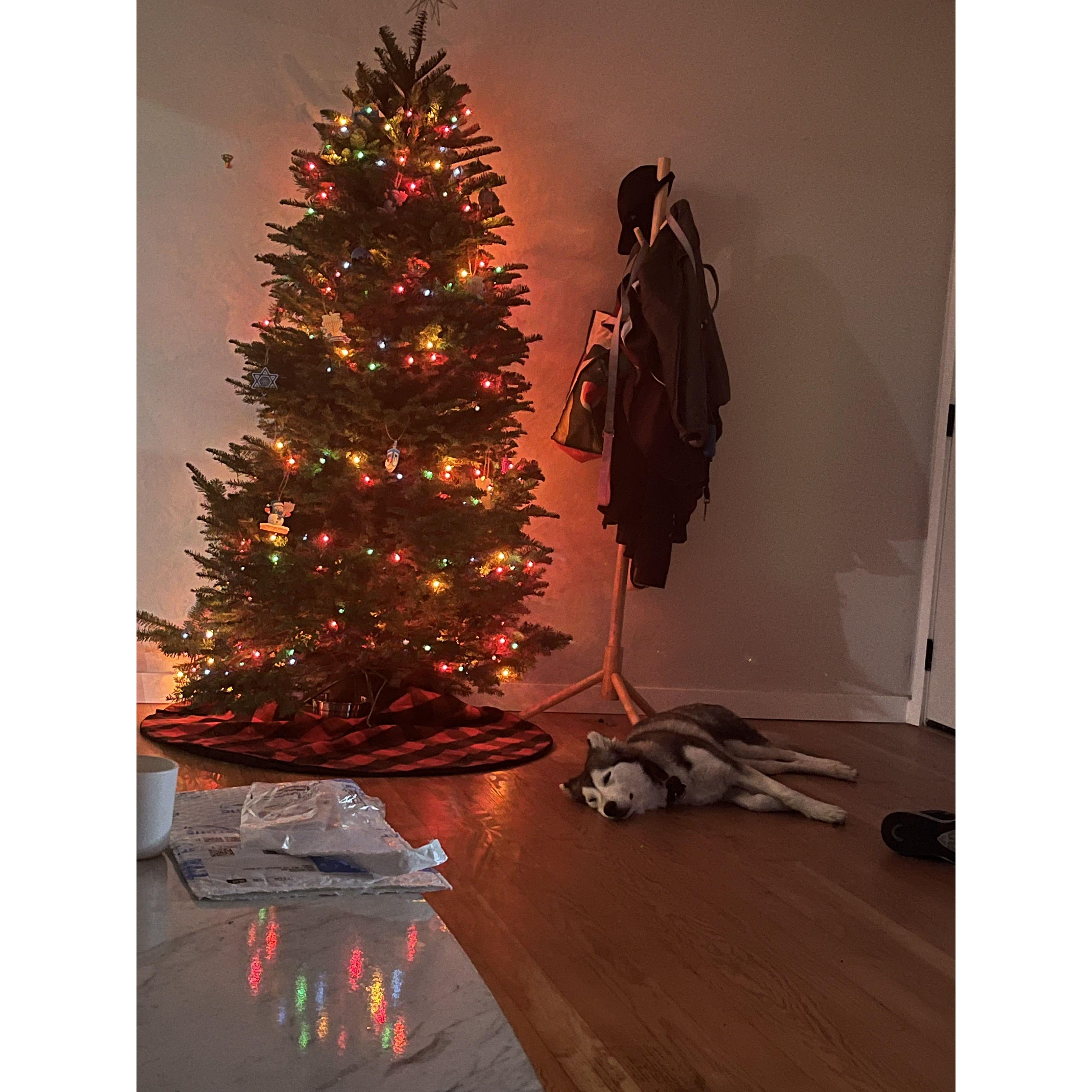 Wiley girl settling into her new home, the best gift under the tree