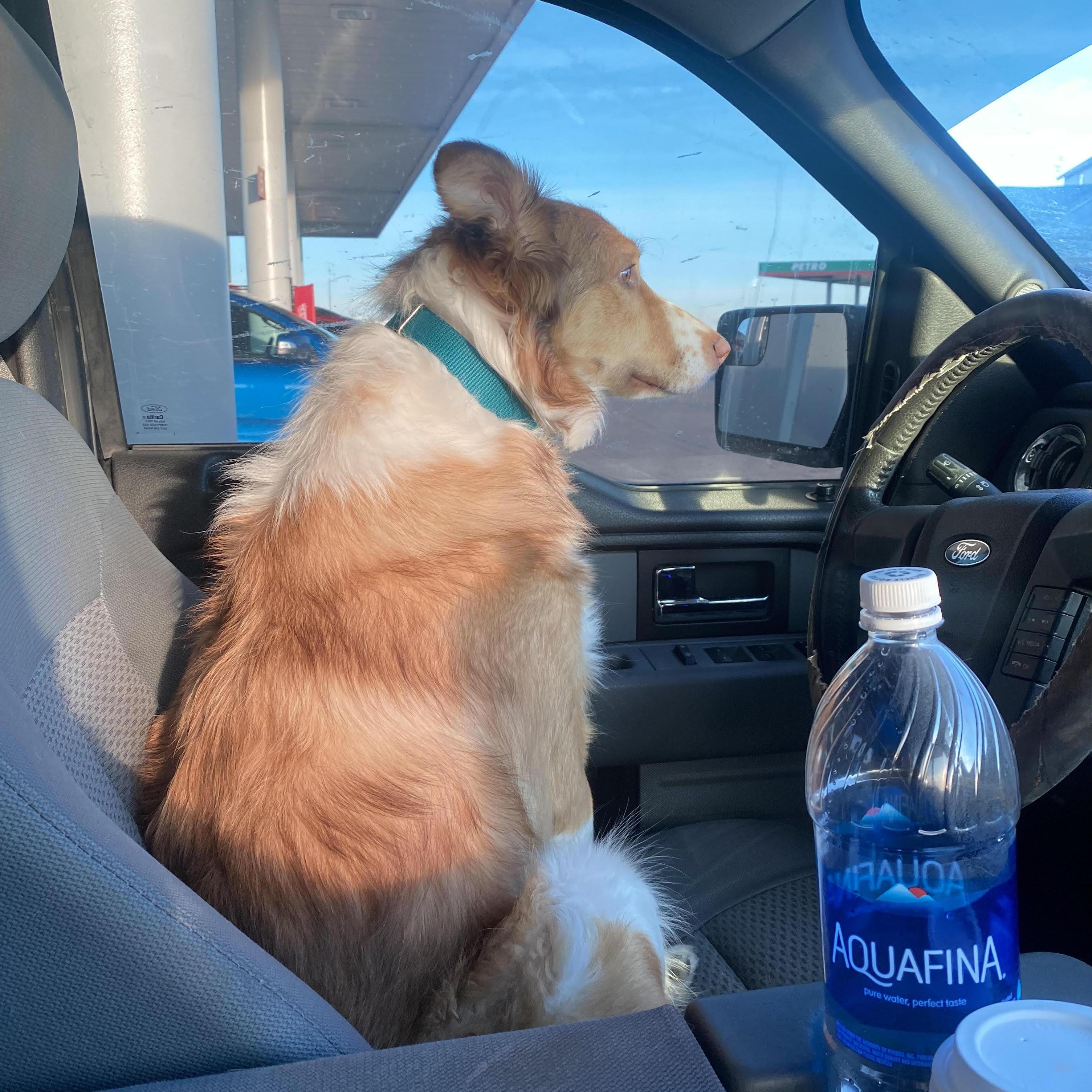 Our Border Collie, Bear. :)