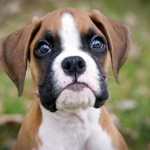 Our Boxer Fund