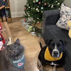 Rajah and Sam's Pet-Sitting Fees While Moms Are Away