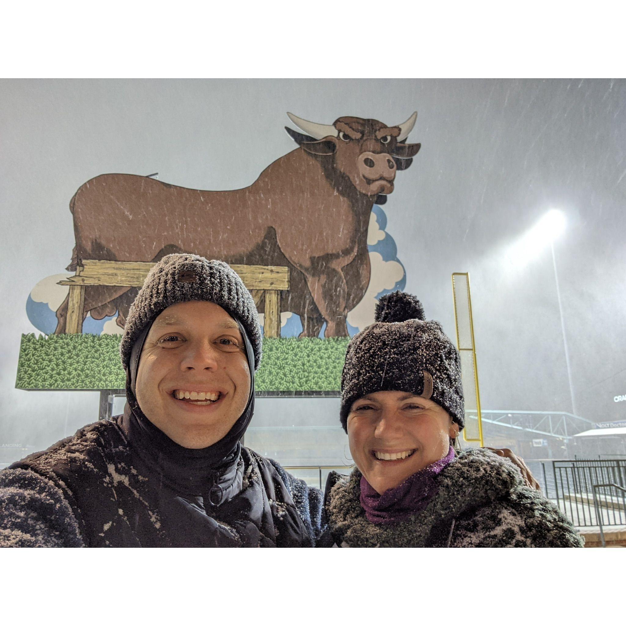 Winter bulls with the blowy snows.