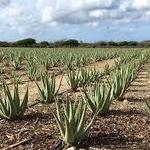 Aruba Aloe Factory, Museum, and Store