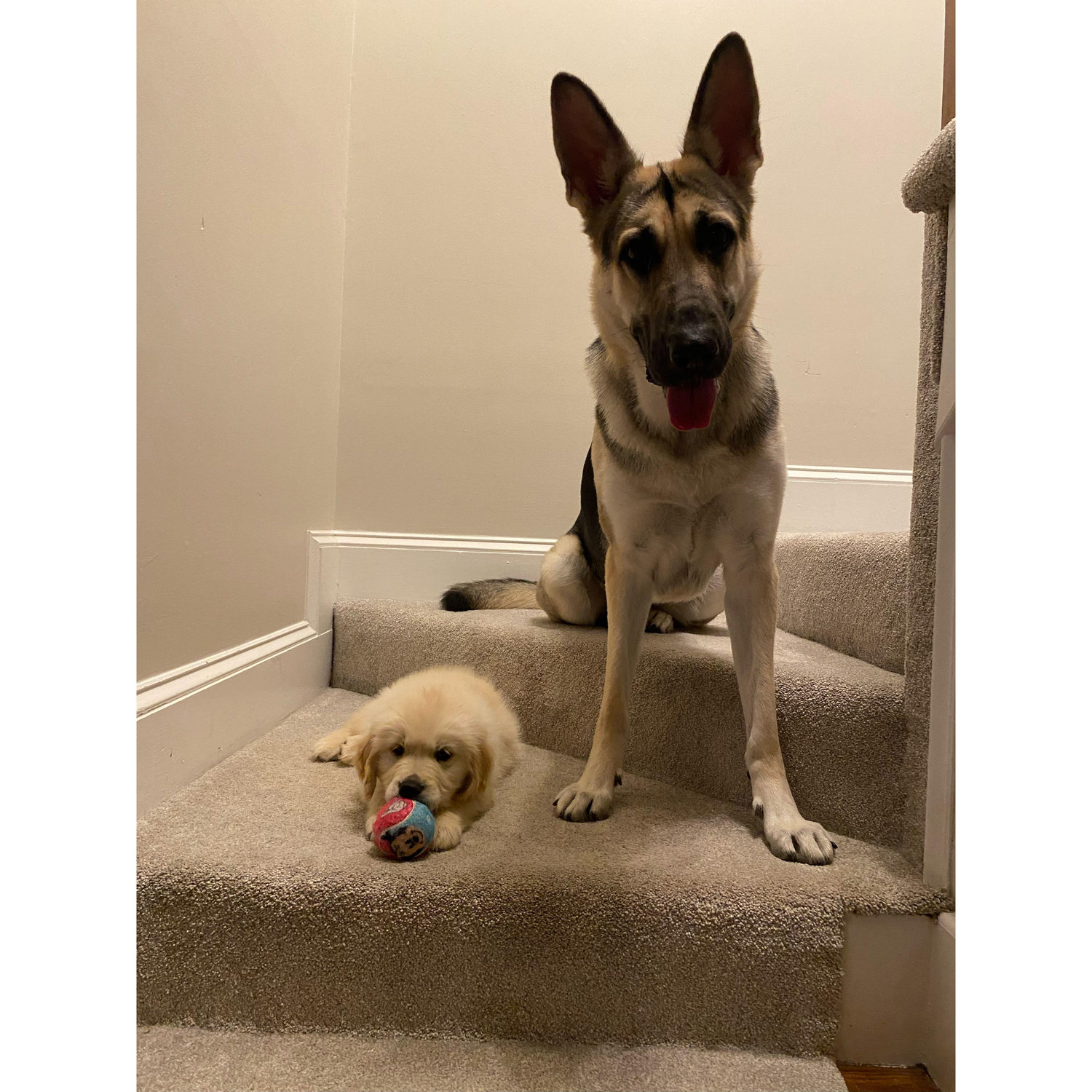 Furbabies