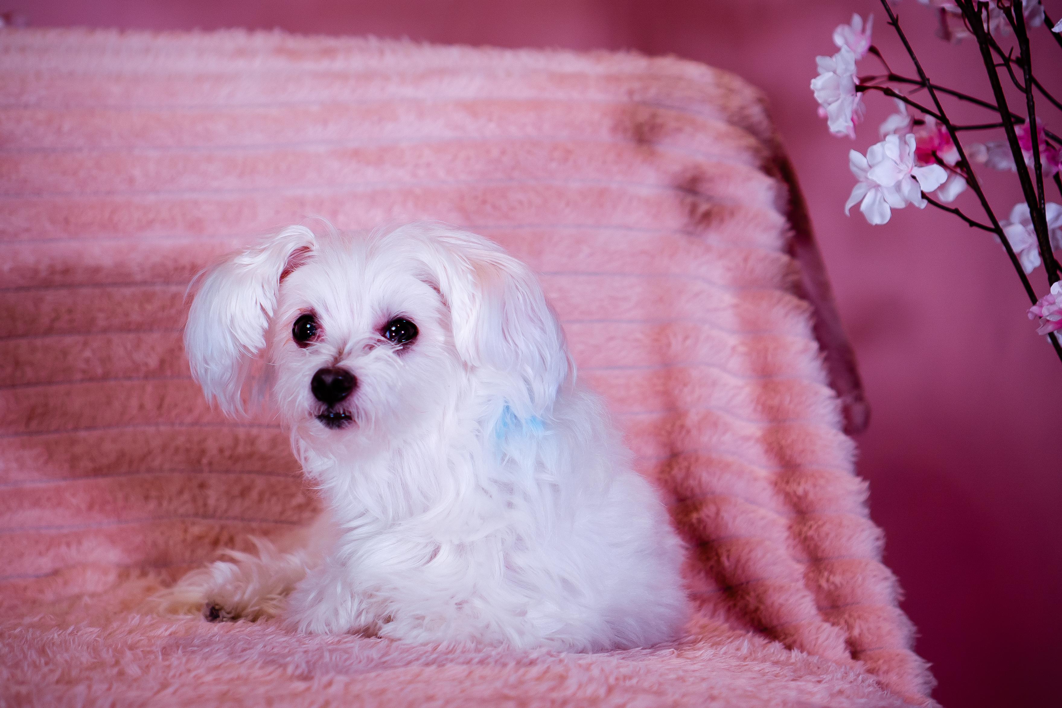 The Wedding Website of Oscar Sun and Theda Lee