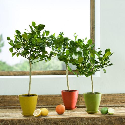 Miniature Potted Citrus Trees