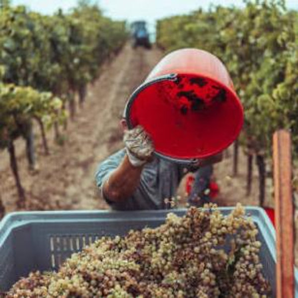 Harvest Experience at Castiglion Del Bosco