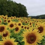 Fausett Farms Sunflowers