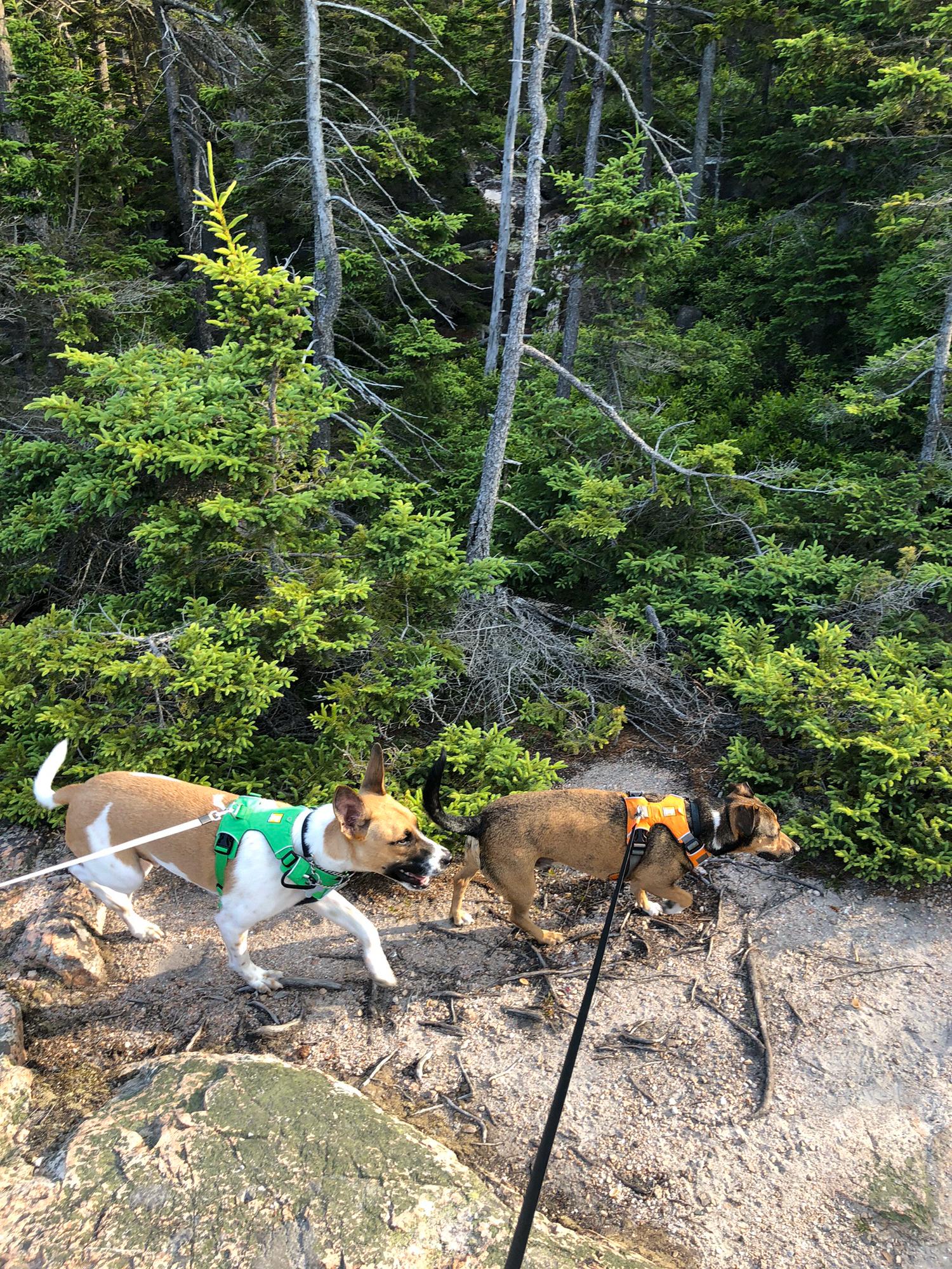 The boys, Maine, 2019