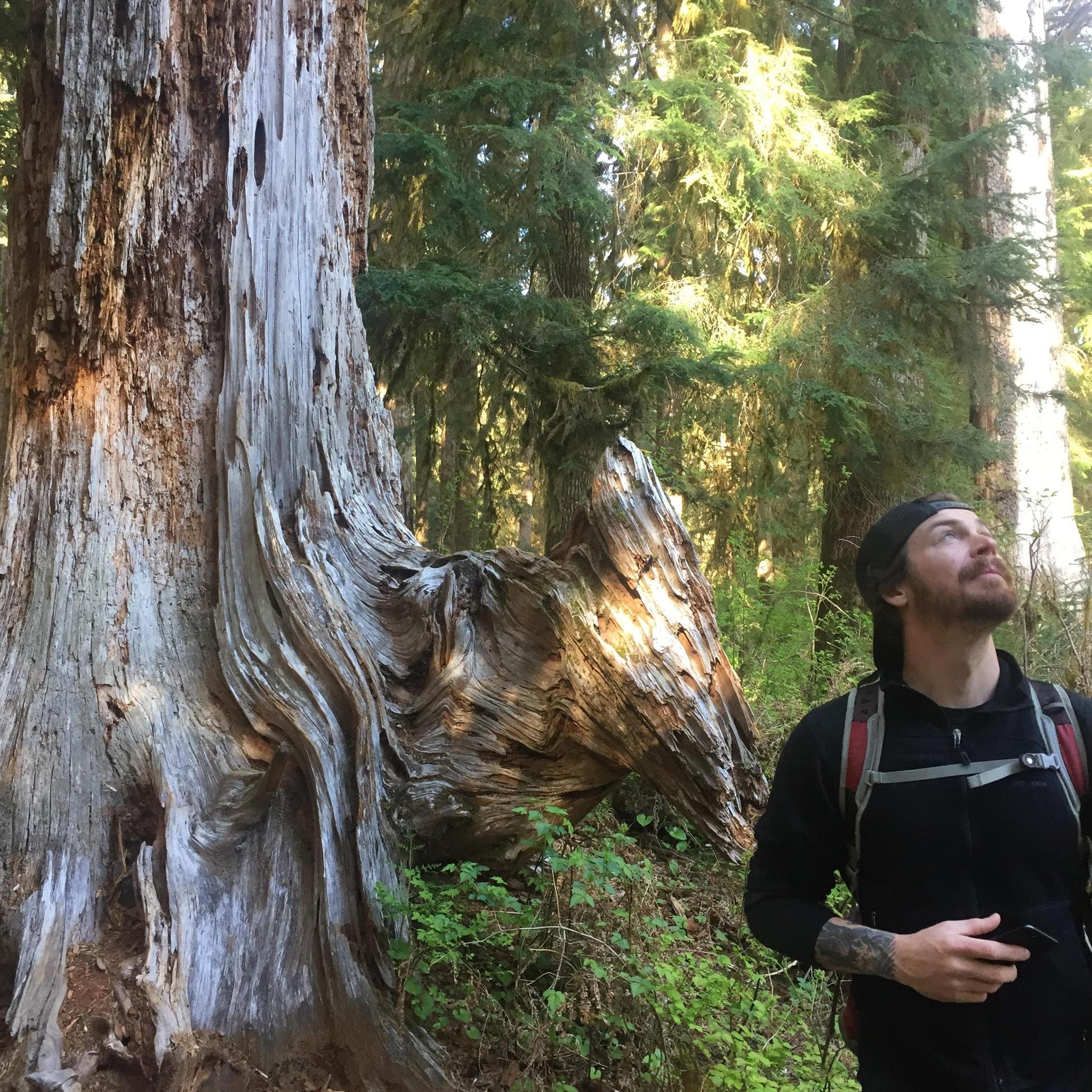 Hoh Rainforest, WA