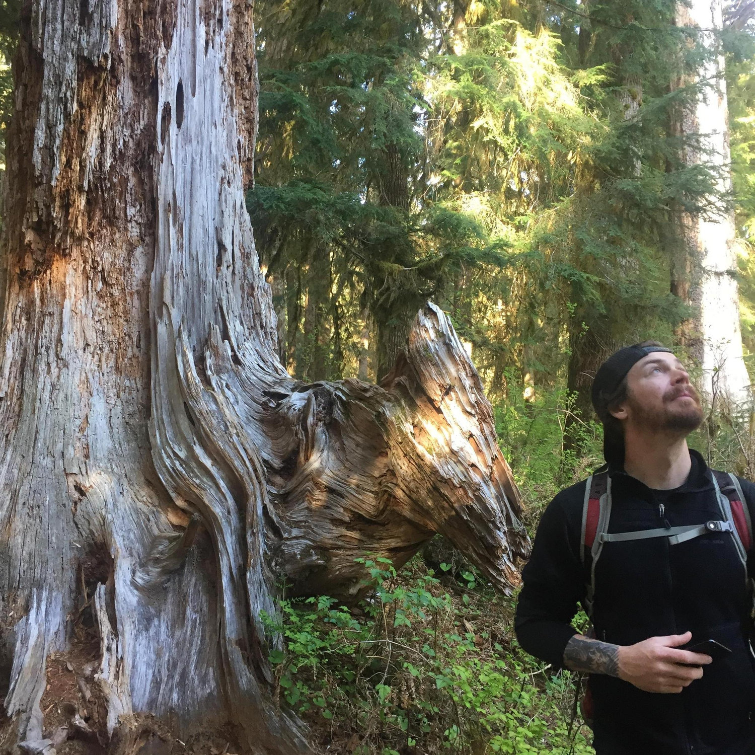 Hoh Rainforest, WA