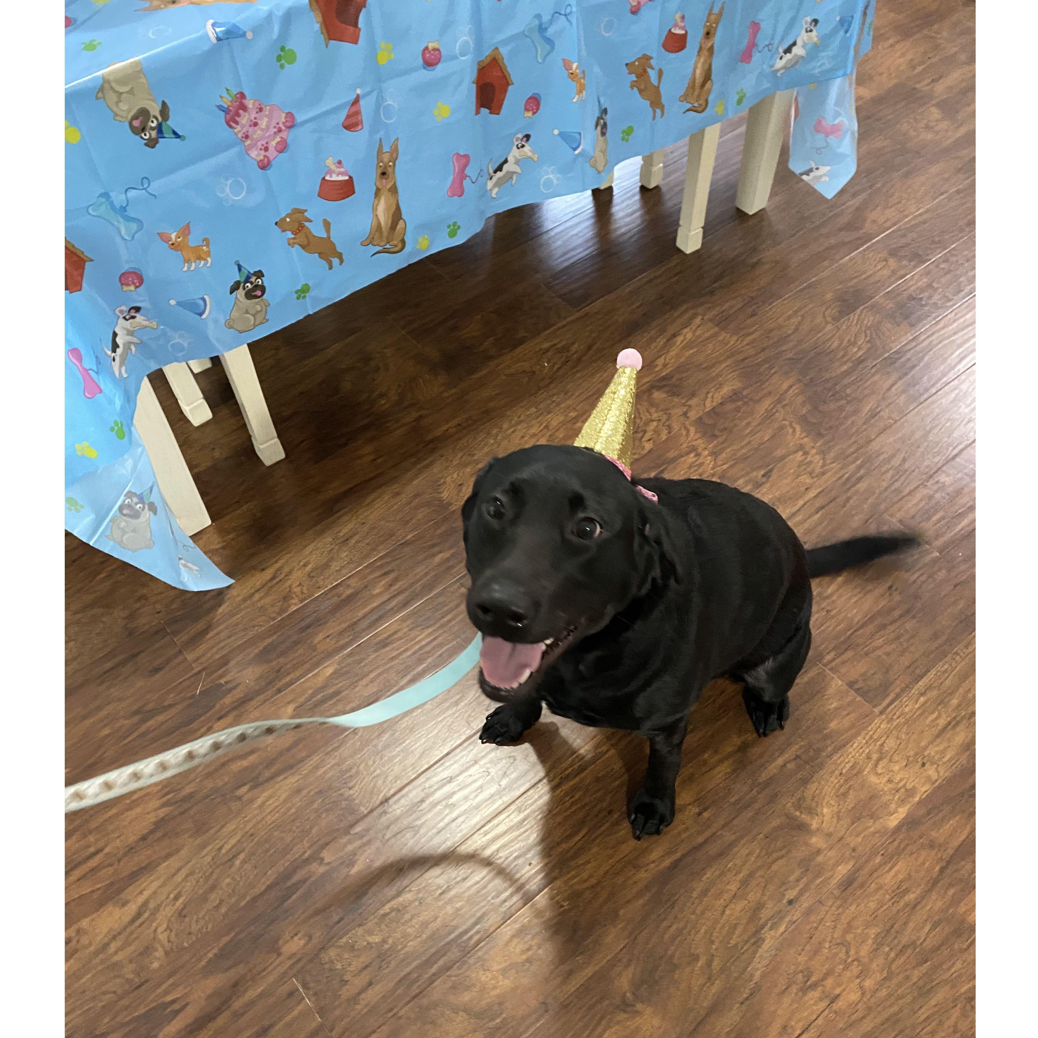Noli's birthday! It's a pawty!