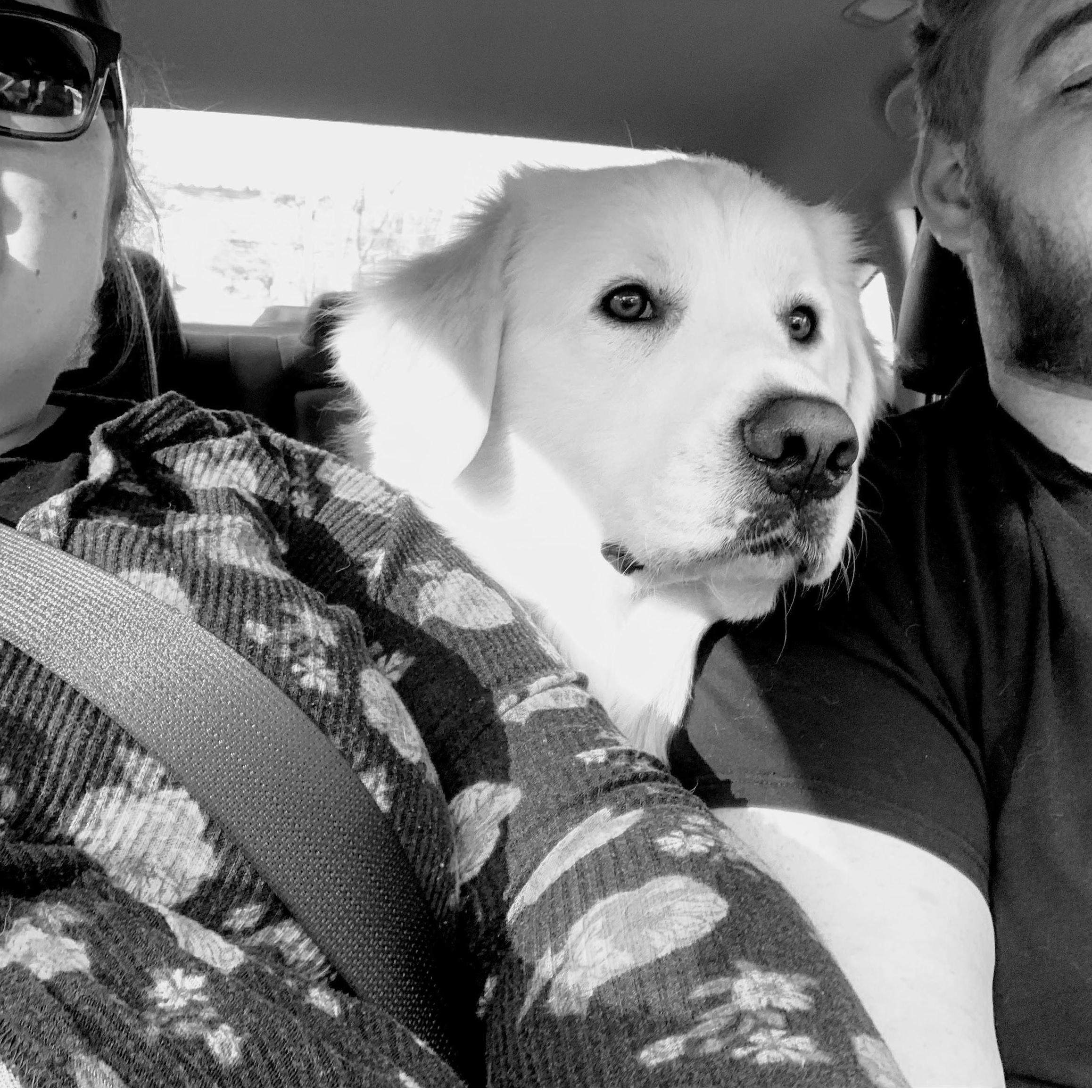 This is how we always seem to be riding in the car. Trudy likes to rest her head between our shoulders or on our arms. She liked Nick right away, he brought her special dog treats his sister had made.