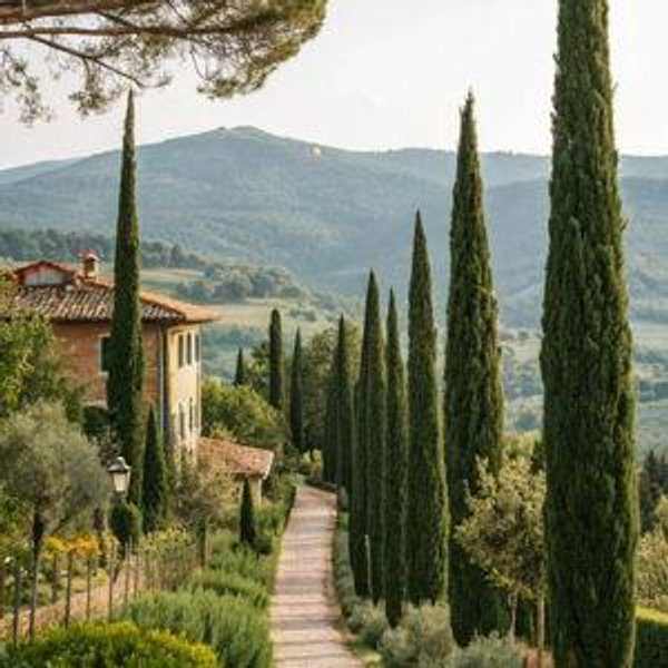 Honeymoon - Tuscan Wine Tasting