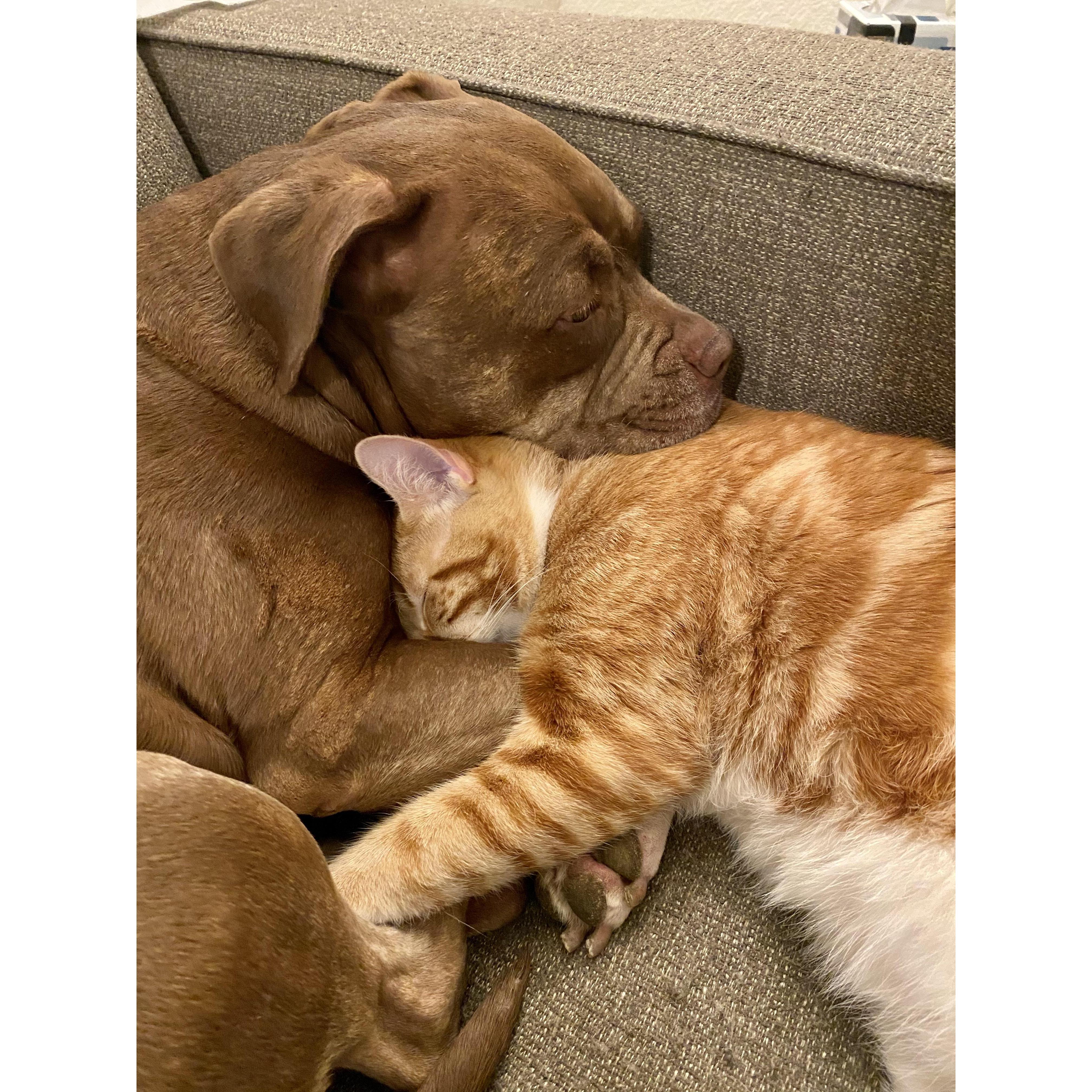 Our fur babies!