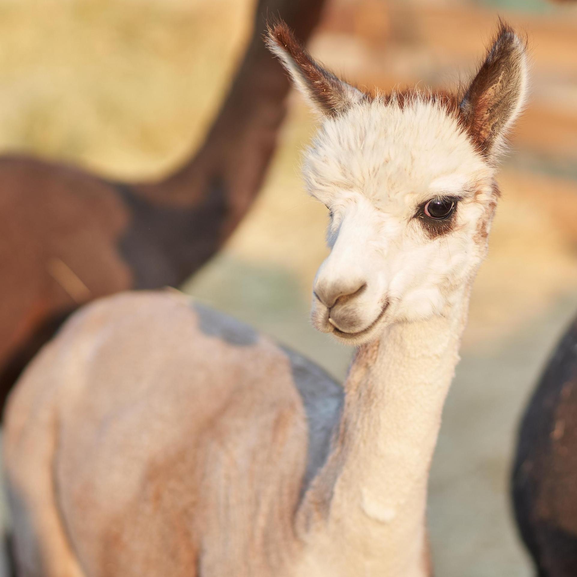 Maybe she's born with it, maybe it's Golden Hour in Sonoma!