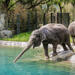 Fort Worth Zoo