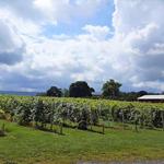 Happy Valley Vineyard and Winery