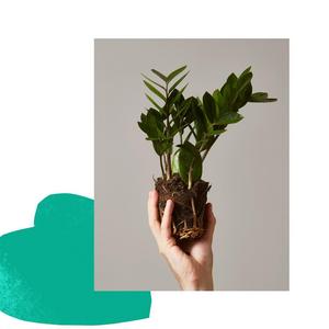 The Sill Digital Gift Card
