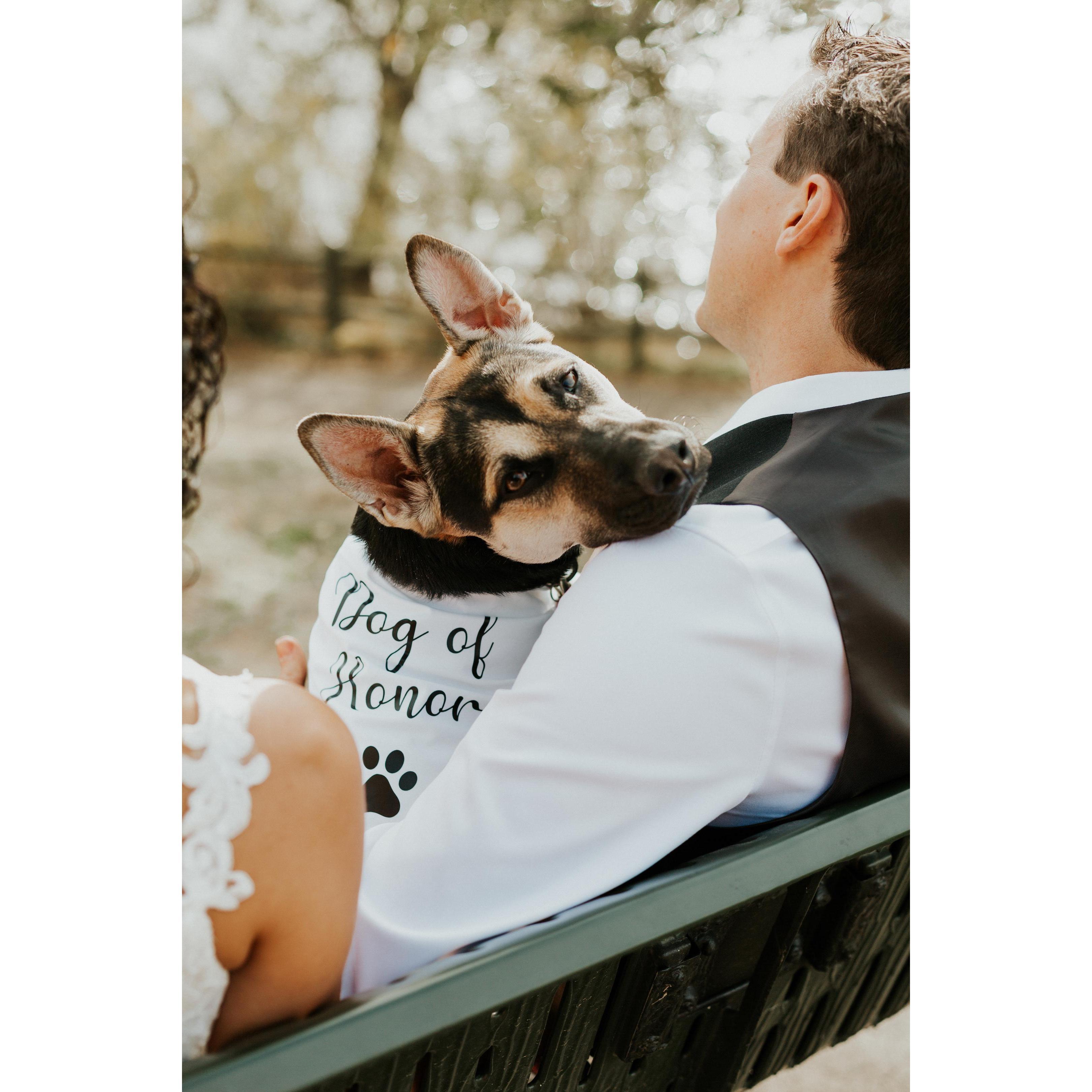 Zena Baby, Dog of Honor