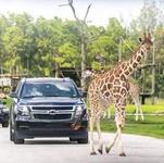 Lion Country Safari