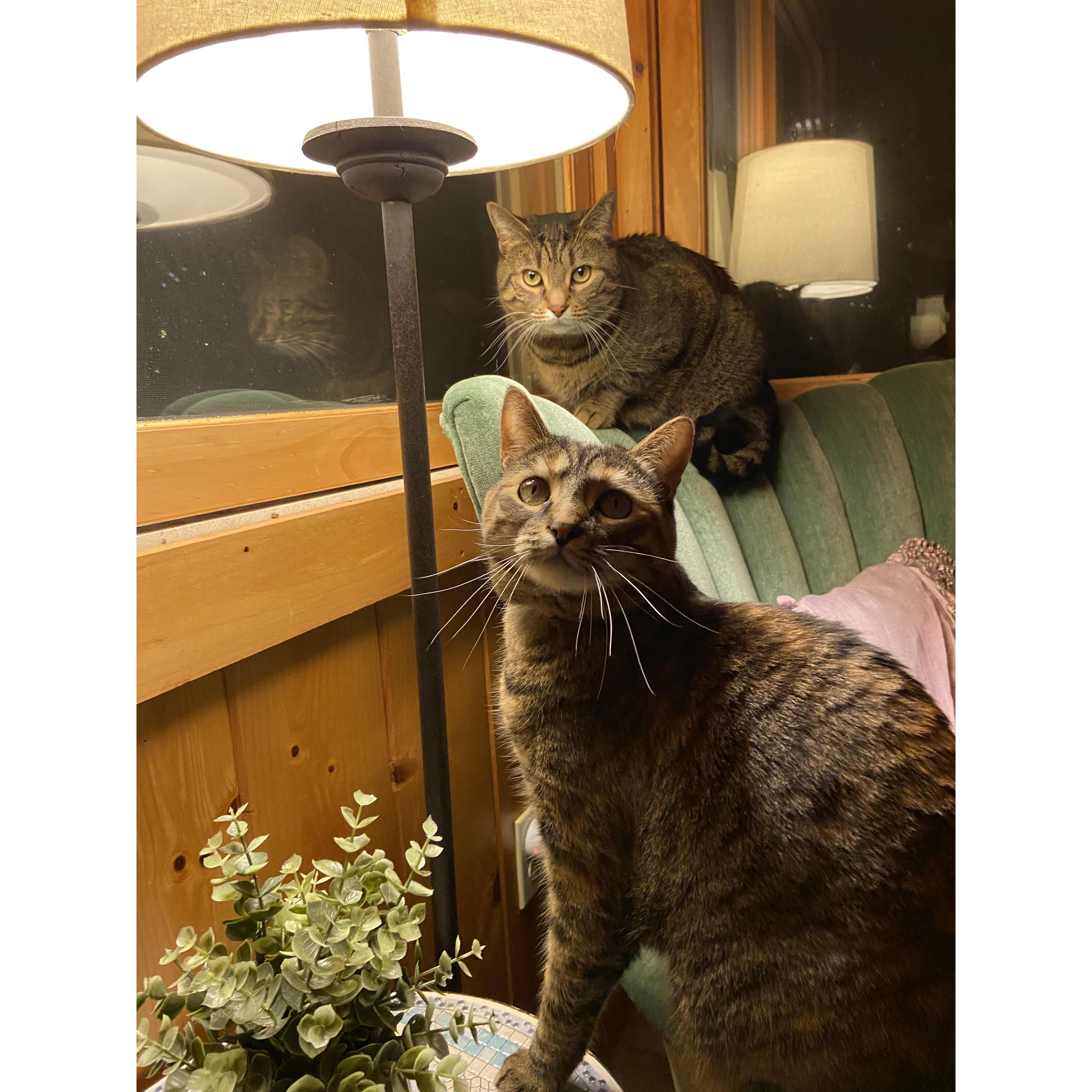 Molly and Daisy all grown up