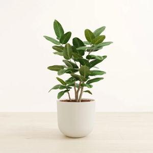 Large Self-Watering Ficus Audrey Plant | easyplant