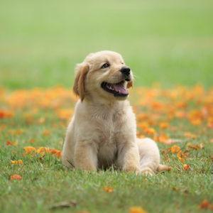 Future Dog Fund