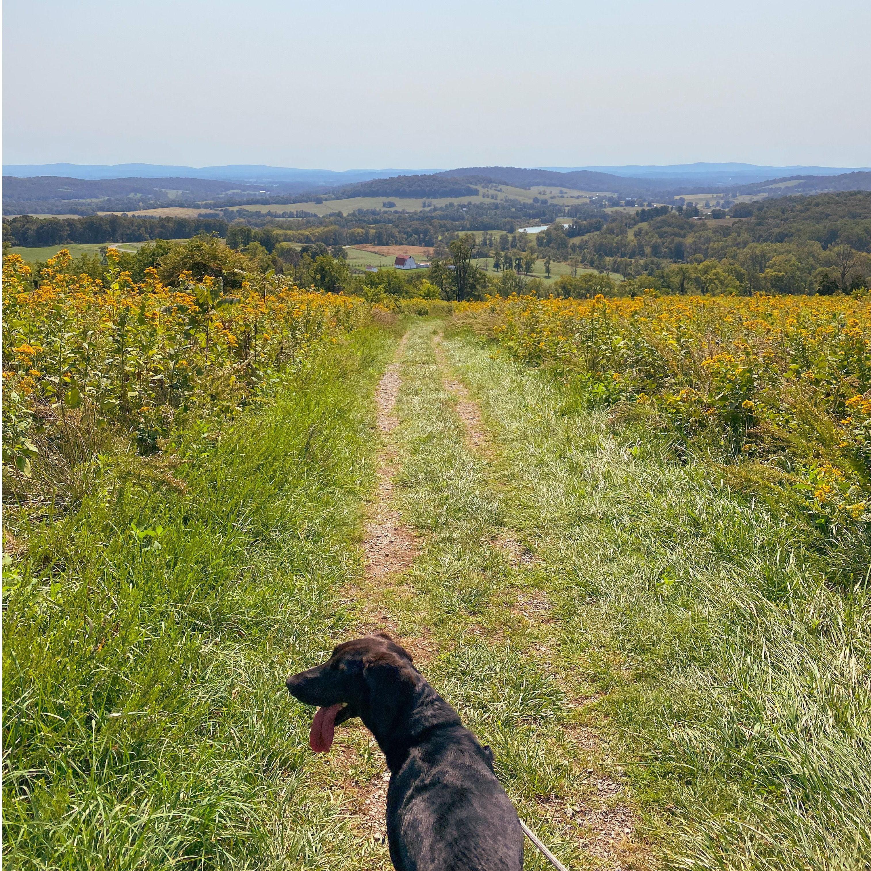 Our favorite hike just outside of Shenandoah National Park