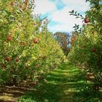 Solebury Orchards