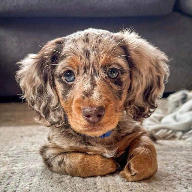 Miniature Dapple Dachshund Puppy
