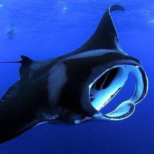 Swimming with the Manta-rays Fund