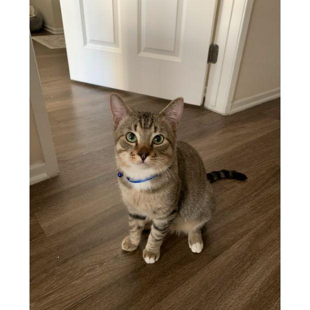 Adopted our adorable (& crazy) cat, Dallas. He's very much the center of attention in our family.