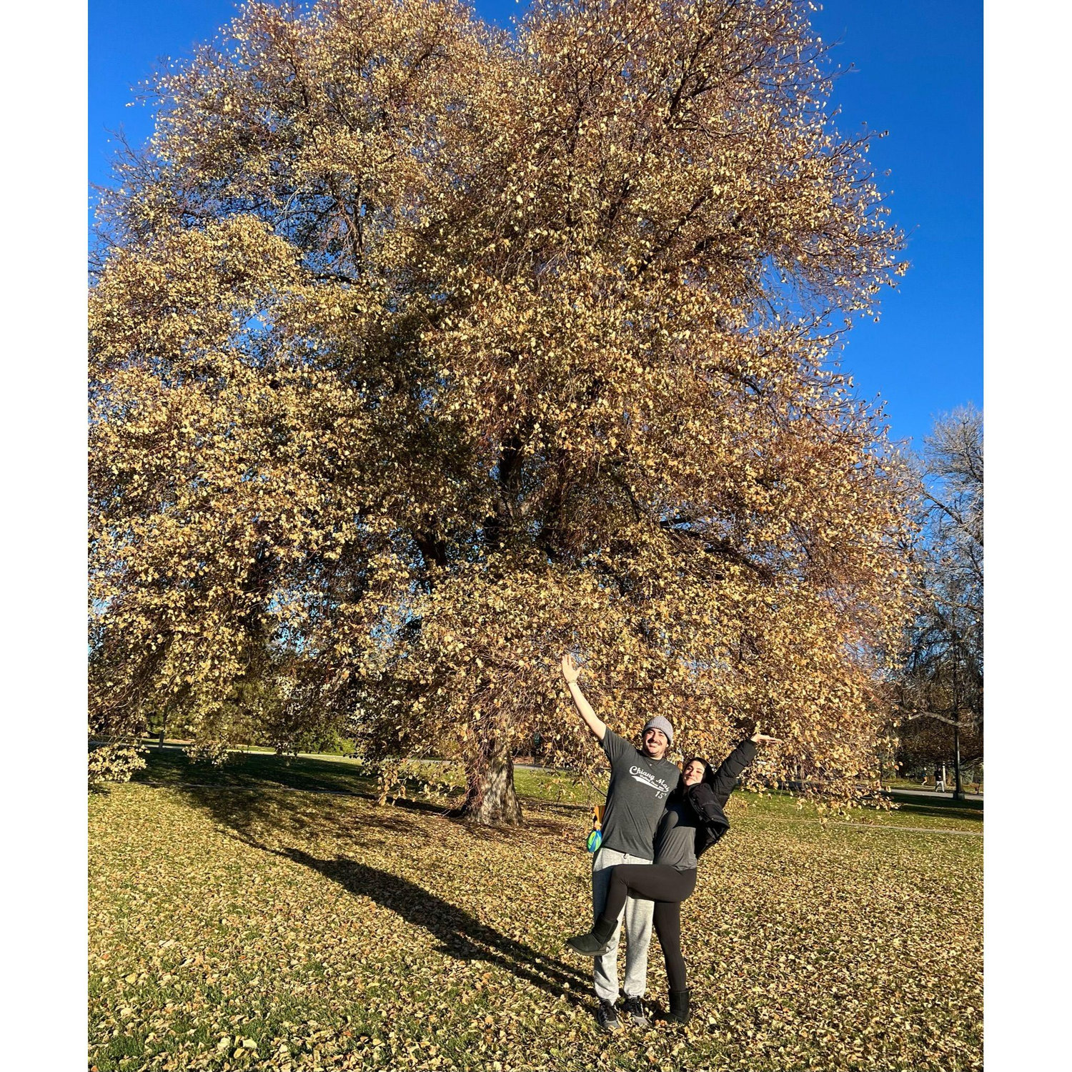 Our Cheeseman tree