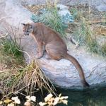 Arizona-Sonora Desert Museum