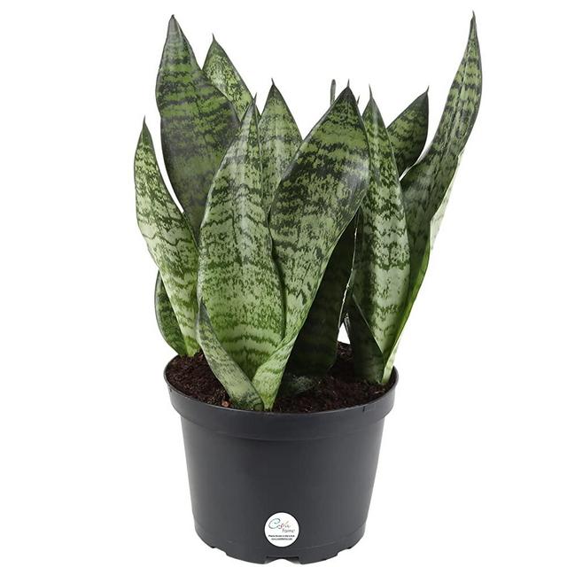 Costa Farms Sansevieria Grower's Choice Snake Live Indoor Plant, 12-Inches Tall, Grower Pot