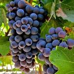 Vines at Vail Winery