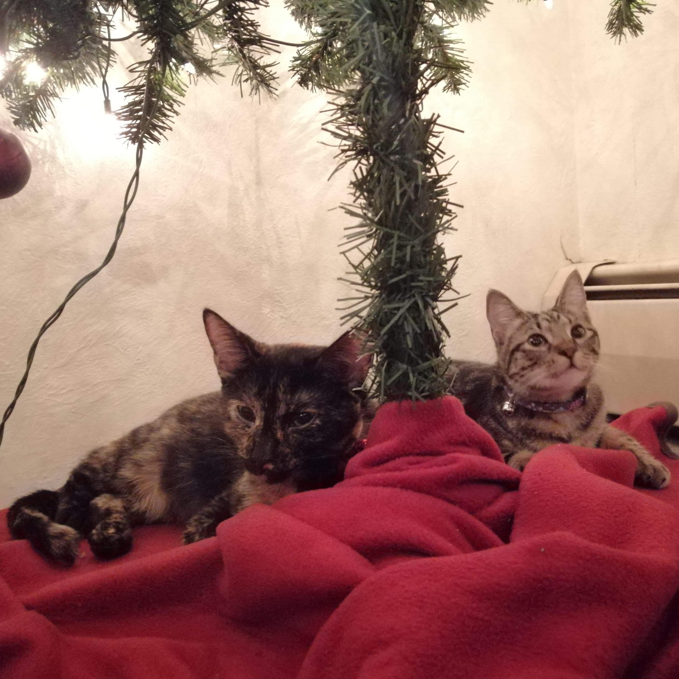 Our babies, Sansa and Arya.