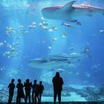 Georgia Aquarium