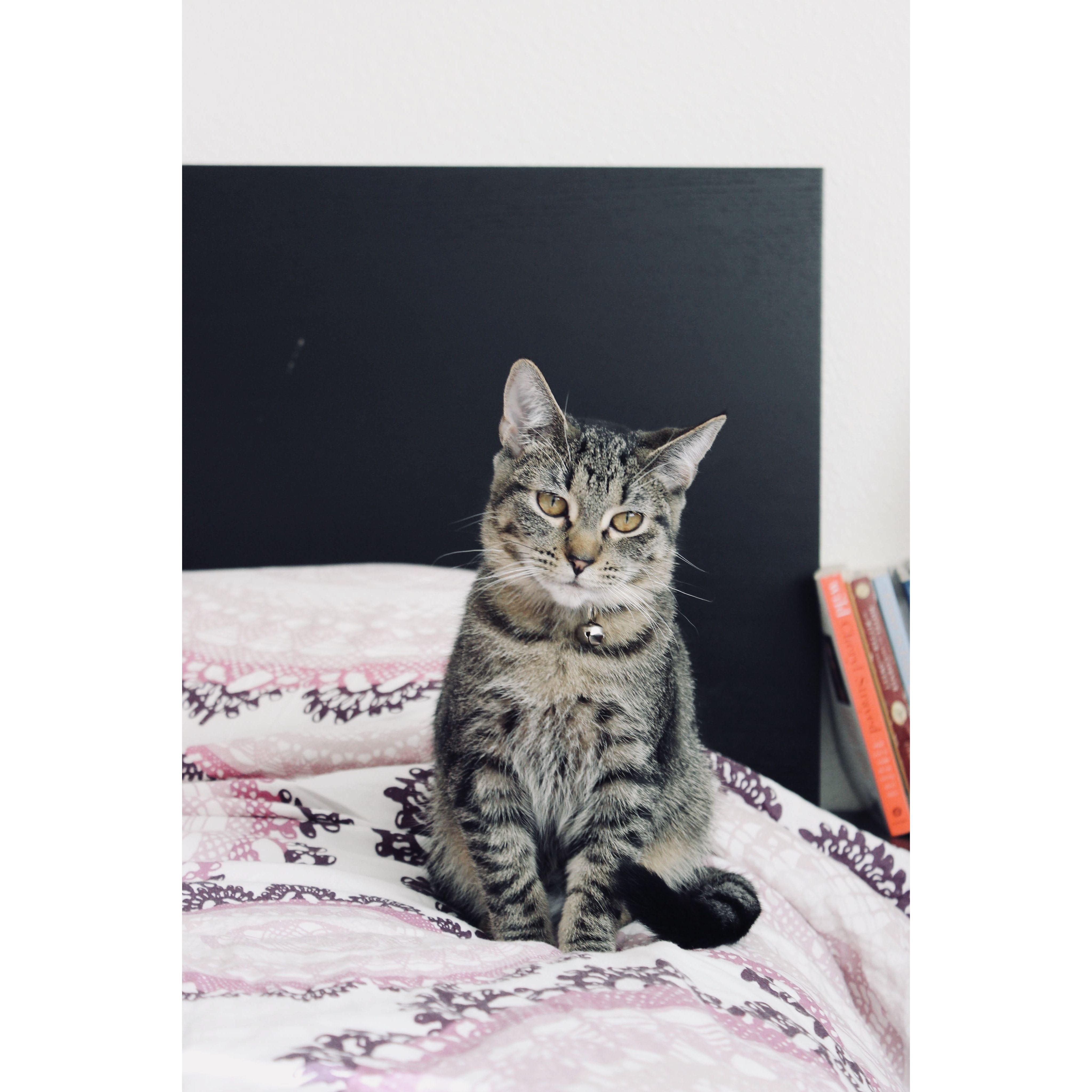 Phoebe