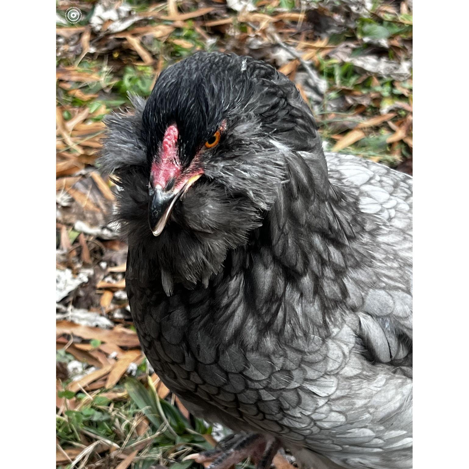 Sheila may look menacing with her fluffy cheeks and feathered feet, but she’s really sweetie. She sets the tone amongst the girls, ranking at the top of our pecking order.
