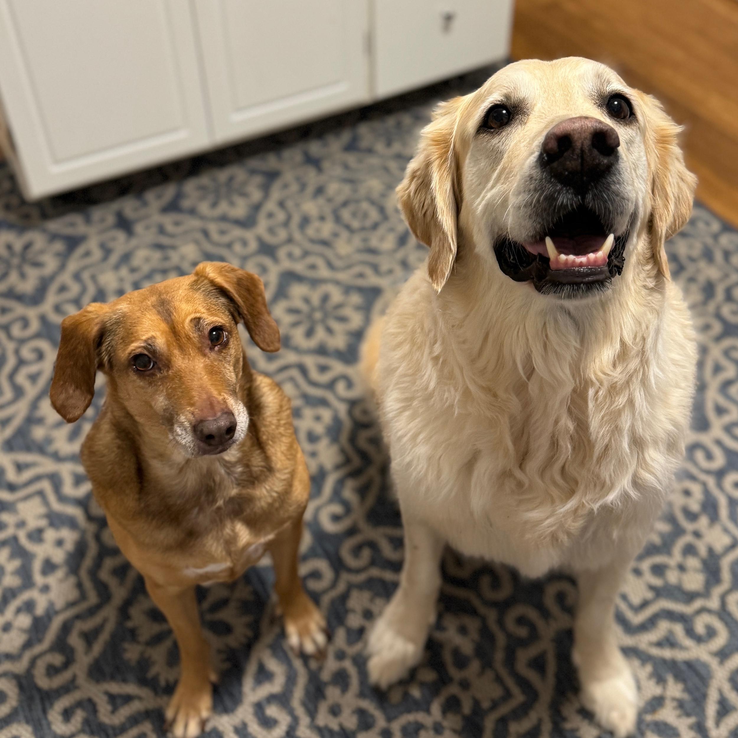 Honeybun & Wade Toy Fund